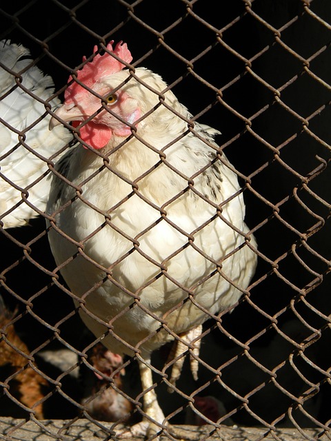 場上的一些 場上的一些